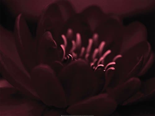 Heather Johnston Waterlily II 60x80 Online Wall Poster Art Print Picture