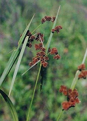 Green Bulrush (Scirpus Atrovirens), Seed Packet, True Native Seed