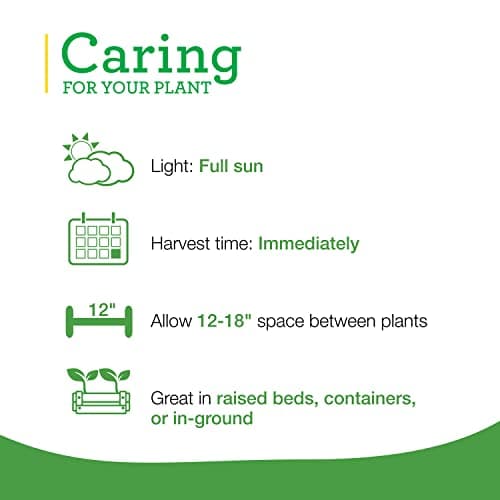 Bonnie Plants Lavender Live Edible Aromatic Herb Plant - 4 Pack, 12 - 14 in. Tall Plant, Baking, Teas, Sugars, Jellies