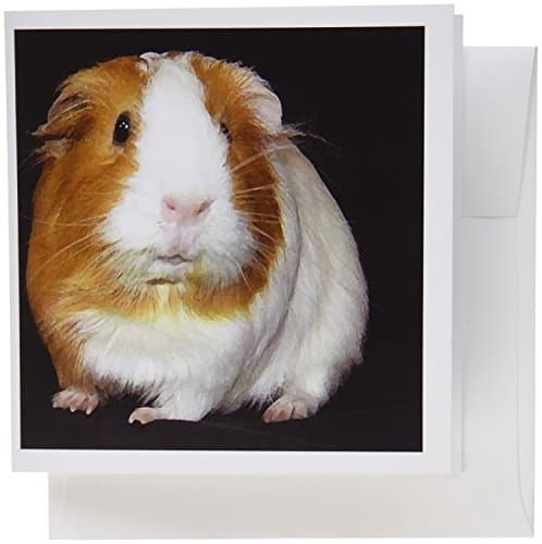 Six Eid Cards Pack_12