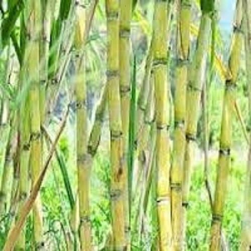 Perennial Sugarcane Plant-organic Sugar Cane 3 Sticks Yellow Green 7 Inches Each- Fresh for Chewing -Juicing or Planting. Raw Sugar Cane -Canne a Sucre- Canne Ananas-kan-fresh