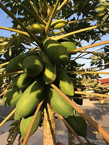 50/100 Taiwan Papaya Tree Seeds High Germination Best Organic Sweet Fruits (100)