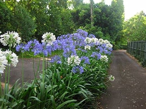 NEW! 25+ AGAPANTHUS WHITE & PURPLE MIX LILY OF THE NILE FLOWER SEEDS / PERENNIAL