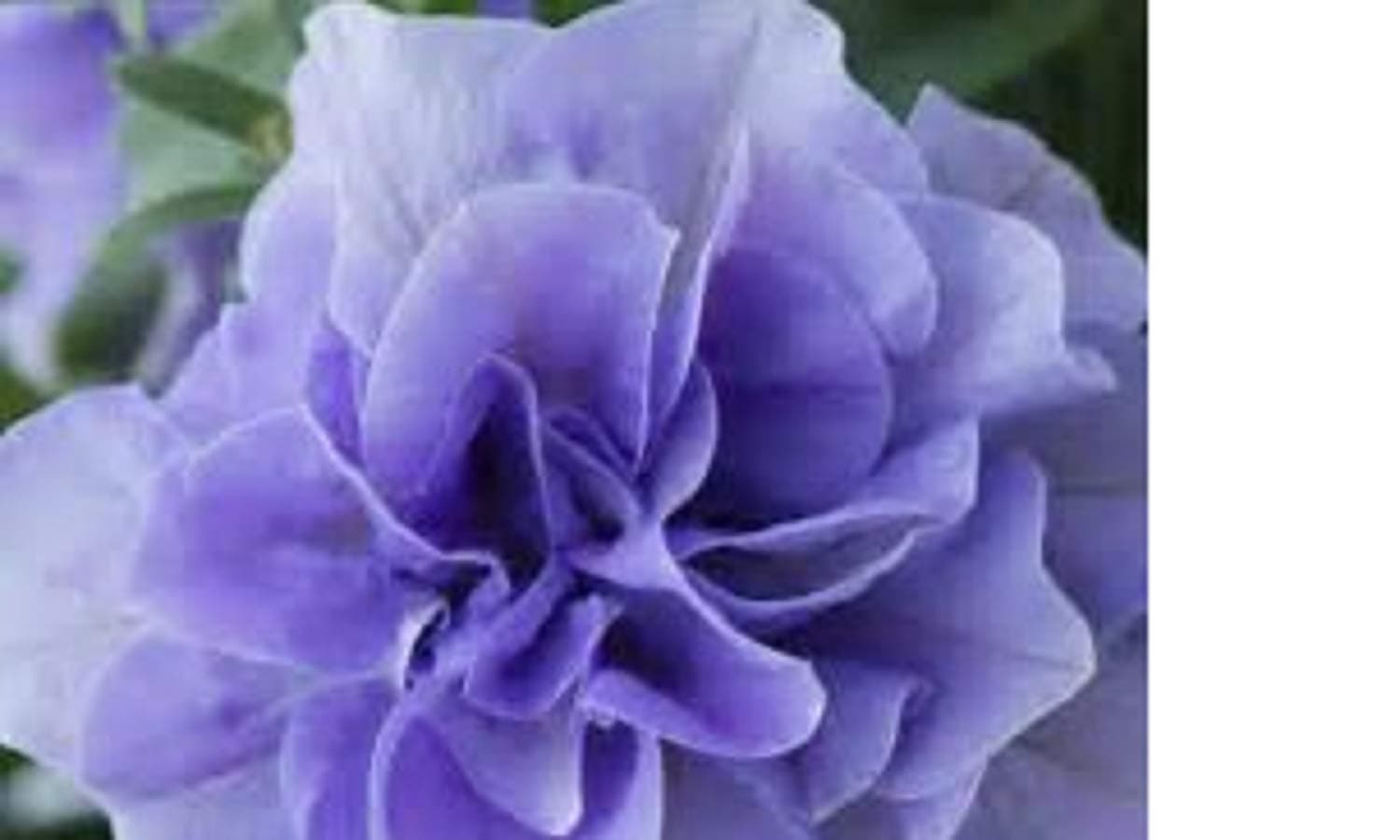 Trailing Petunias Double Flowered TUMBELINA Maria Plug Plants (16)