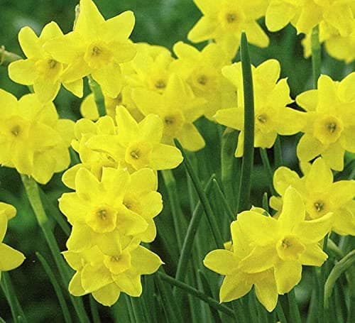 FernsFly® IMP. Narcissus | Daffodil Aromatic Flower Bulbs Winter Flower Home Pot/Land Gardening Bulbs Blooming planting (Pack of 17 Sabrosa Narcissus | Daffodil)