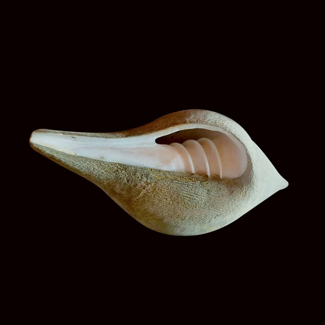 Natural Right Hand Shankh/ Dakshinavarti Puja Shankh 5 Inch Very Rare Conch Shell Hindu Religion Pooja Use