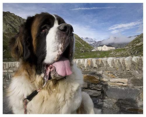 Full Square Round Diamond Mosaic Saint Bernard Dog Diamond Embroidery Painting Full Square 5D DIY Rhinestone Pictures