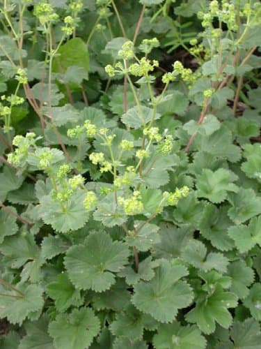 Alchemilla Erythropoda, red stemmed lady's mantle x 3 plants