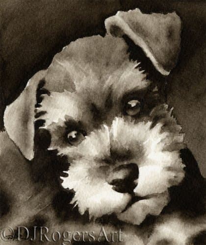 Miniature Schnauzer Puppy Sepia Watercolor Art Print by Artist DJ Ro.
