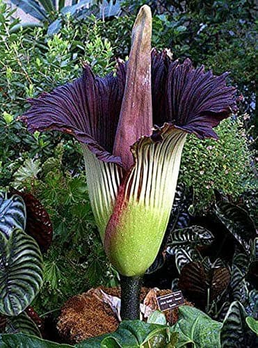 35pcs Purple Corpse Titan Arum Biggest Flower Seeds