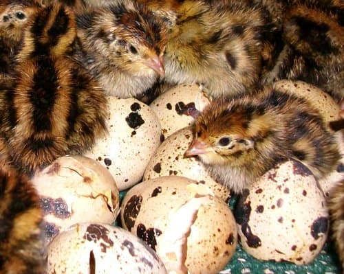 Turnbull Farms Purebred Jumbo Brown Coturnix Quail Hatching Eggs - 4 Dozen (48)