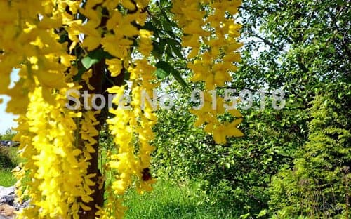 LOSS PROMOTION SALE! Tree Bonsai flower seeds 5 pcs Yellow Wisteria,Rare flower seeds,Home gardening DIY