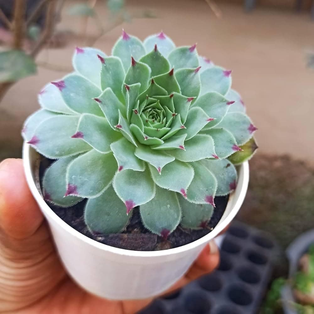 Lakshmi kamal plant original || Vastu home indoor plant || pack of 1 live plant