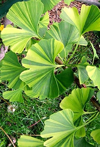 Dwarf Variegated Ginkgo Tree - Ginkgo biloba ‘Sunstream’ - 2 Year Plant