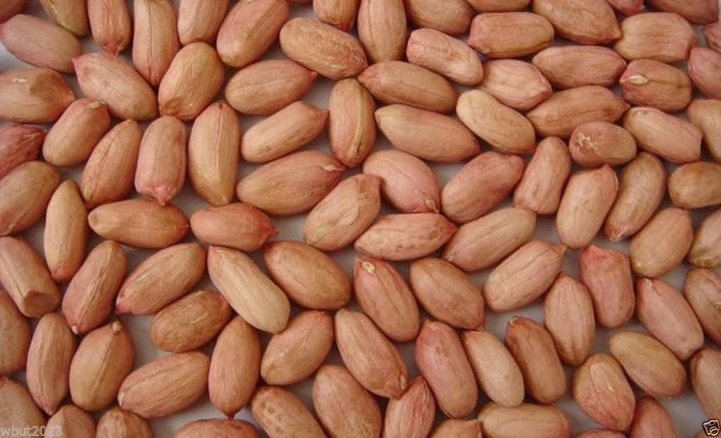 Peanut Seeds~jumbo Virginia " Peanuts - 50 Untreated Seeds-organic, Non GMO !