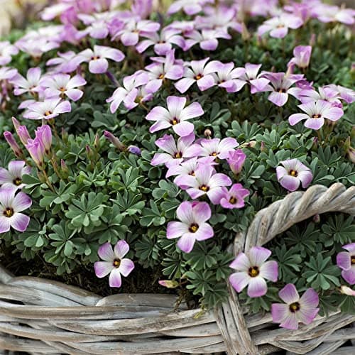 Imported Rare Oxalis False Shamrock Aromatic Flower Bulbs Winter Flower Home Pot Land Gardening Blooming Planting (Pack of 7 Adenophylla Oxalis)