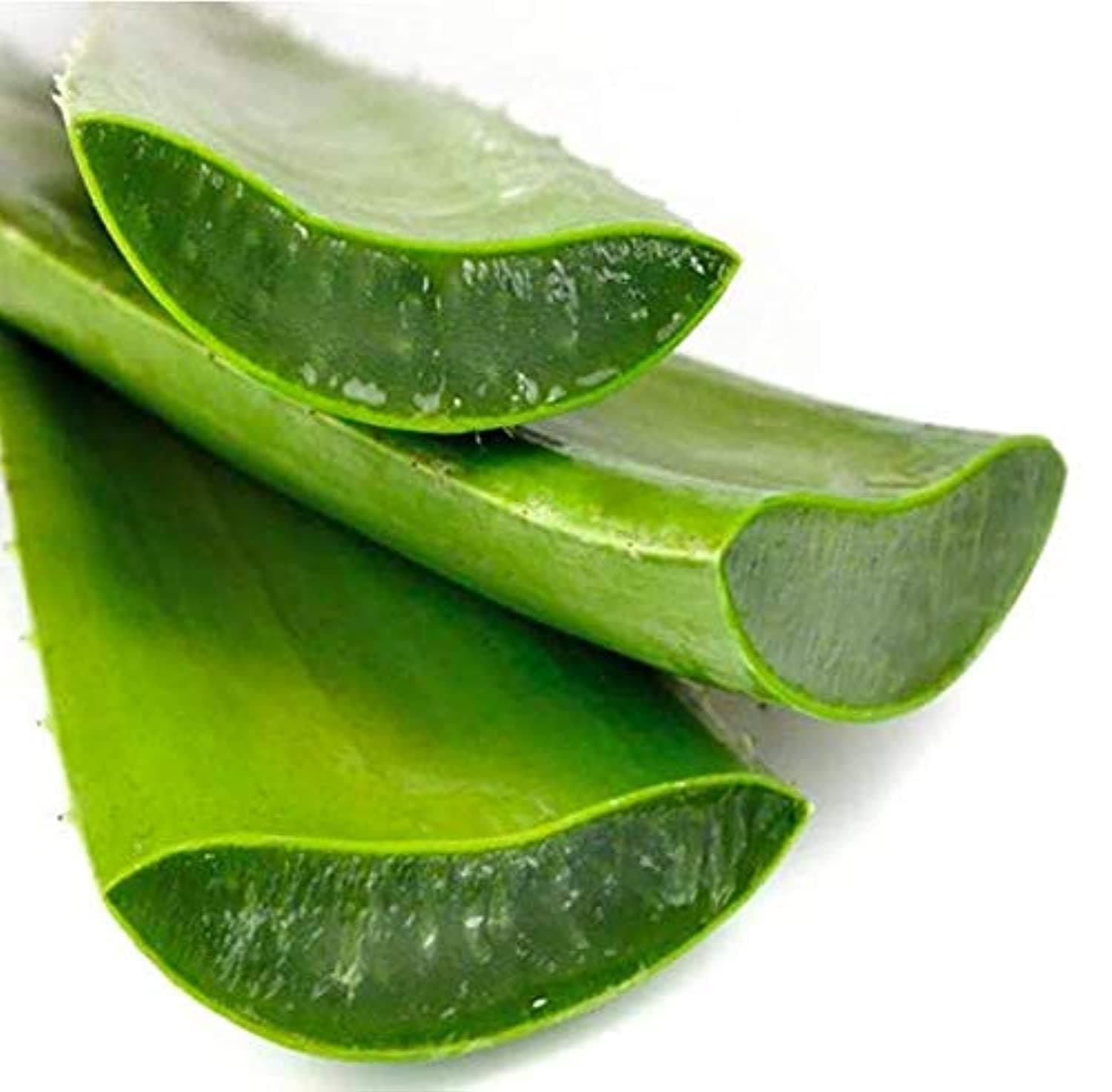 Rasayan Aloe Vera Leaves Organic Fresh Cut For Hairs and Face, Make Juice