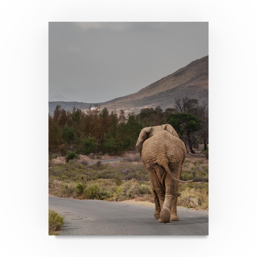 Elephant on the Road by Thom Sivo, 18x24-Inch Canvas Wall Art