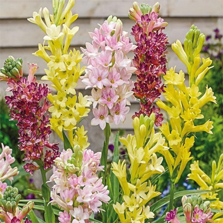 Rajanigandha Double Patel Tuberose Flower Bulbs for Home Gardening - High Fragrance Bulbs,100% Germination Pack of 6