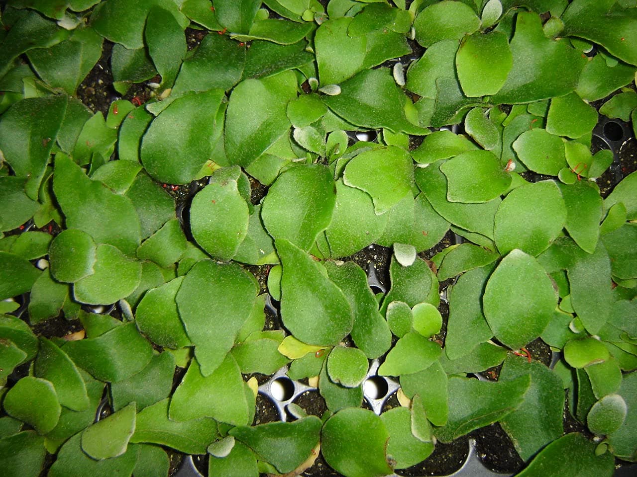 3 Baby Staghorn Fern Plants by The Orchid Gallery