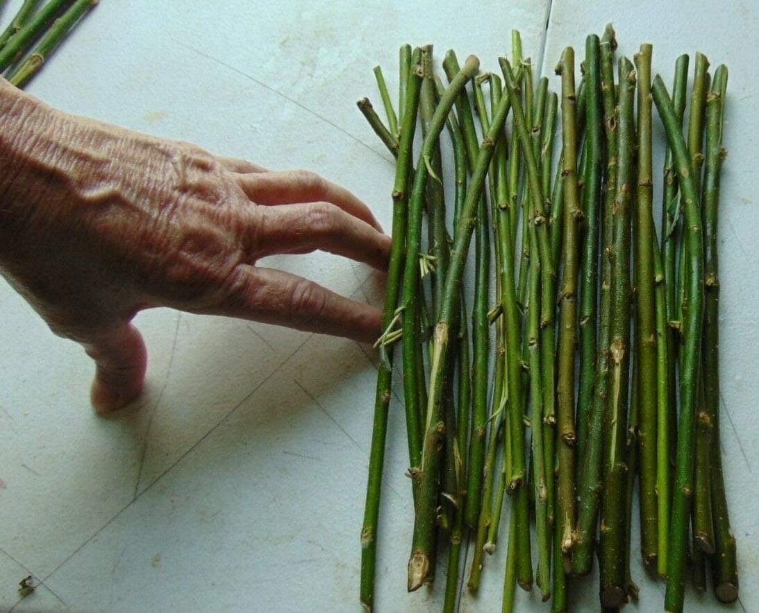 50 Thin Hybrid Willow Tree Cuttings | 1/4 inch or Smaller. 50 Thin Cuttings, Twigs