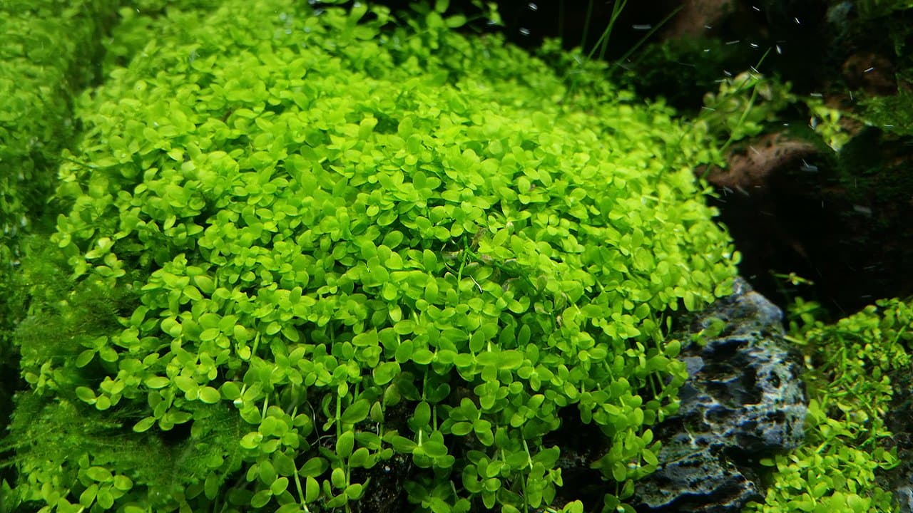 Micranthemum"Monte Carlo" - 1 Bunch - Live aquarium plant