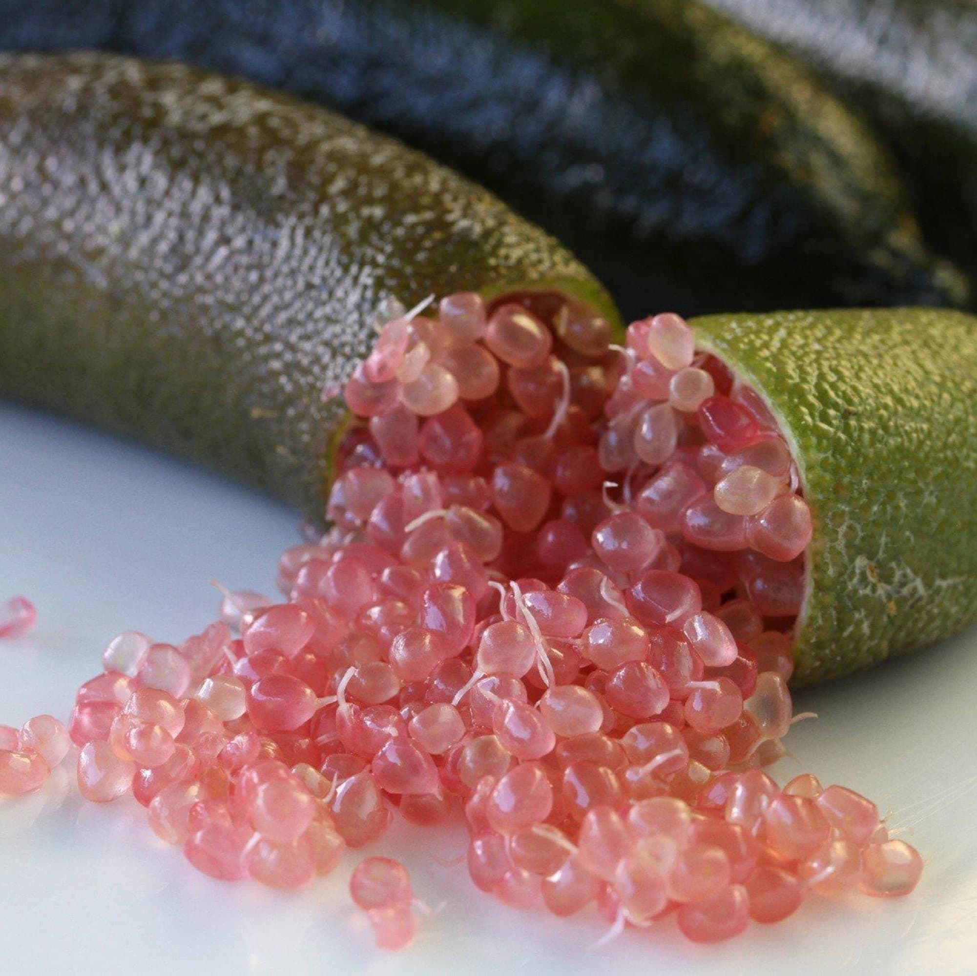 CHUXAY GARDEN 20 Seeds Pink Finger Limes,Australian Finger Limes,Caviar Limes Rare Ice Pink Fruit Sweet Sour Fruit Gardening High Germination Rate