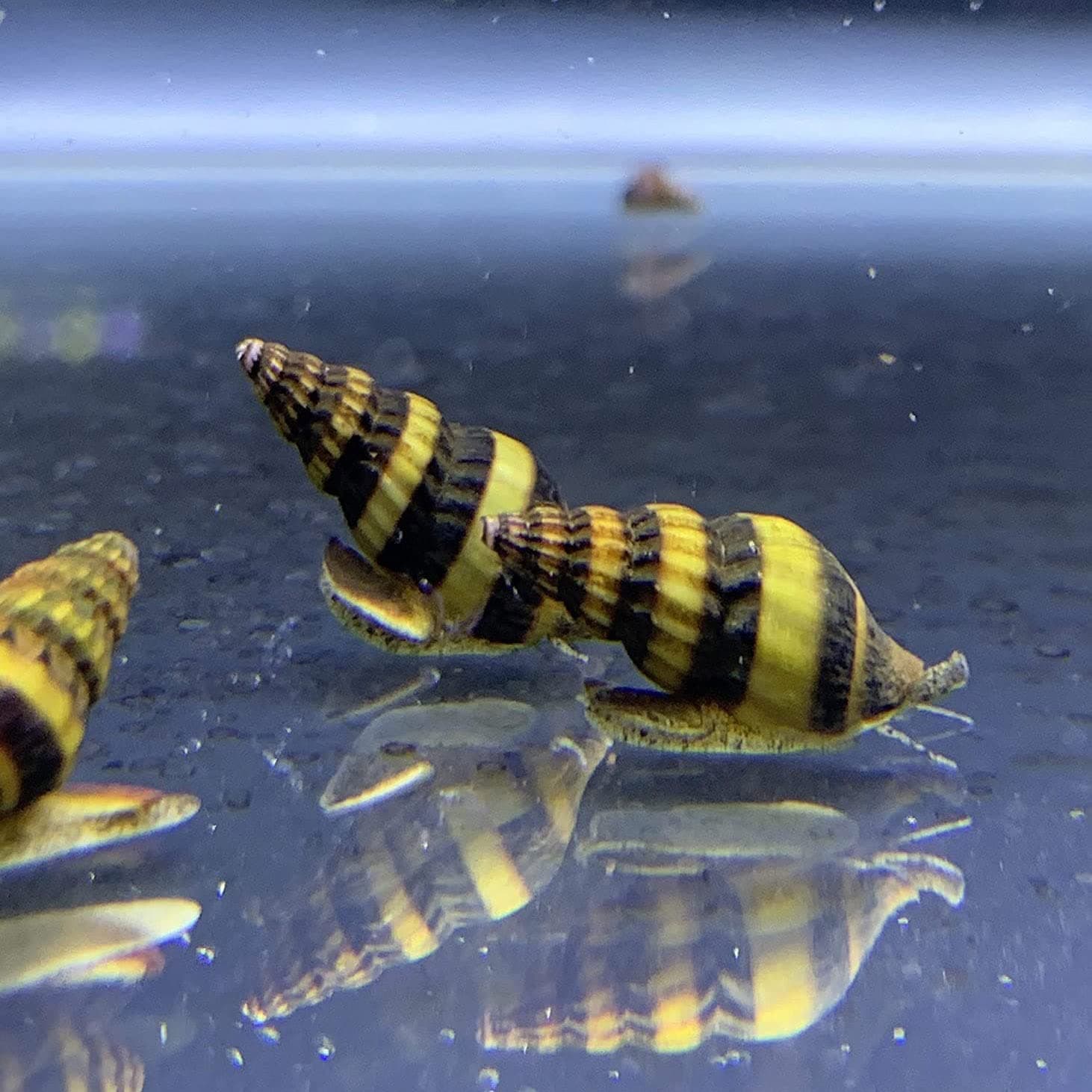 CWA Assassin Snails for Freshwater Aquariums - Effective Pest Control with Clea Helena Snails (Pack of 3)