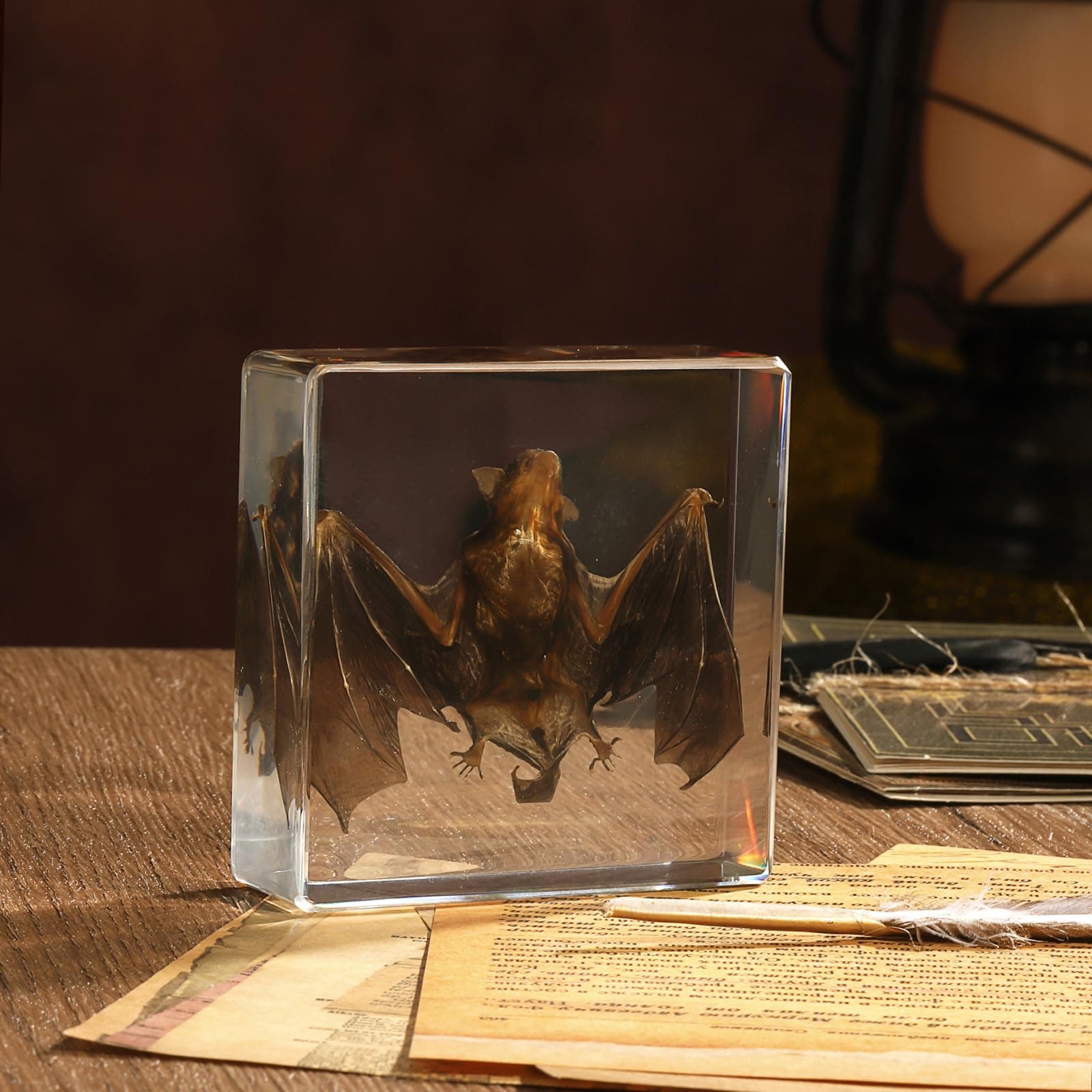 – Taxidermy Bat, Real Bat Specimens Animal Specimen in Resin for Science Classroom Science Education, Great Gift for Fans of Taxidermy, Animal Skull, Oddities, Biology(3 x 3 x 1 inch)