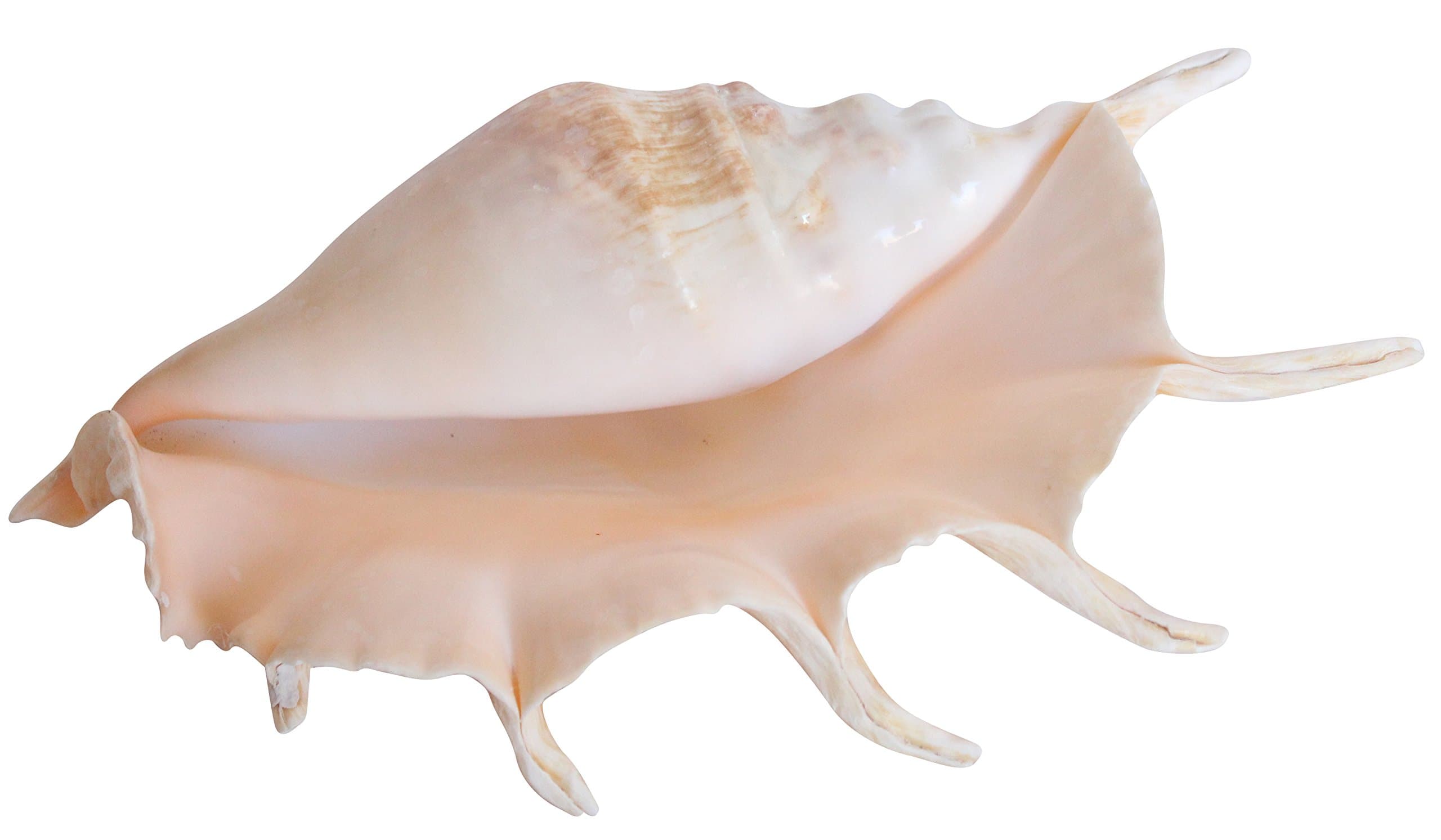 Lambis Truncata Sea Shell Giant Spider Conch 7-Fingered Beach Home Decoration