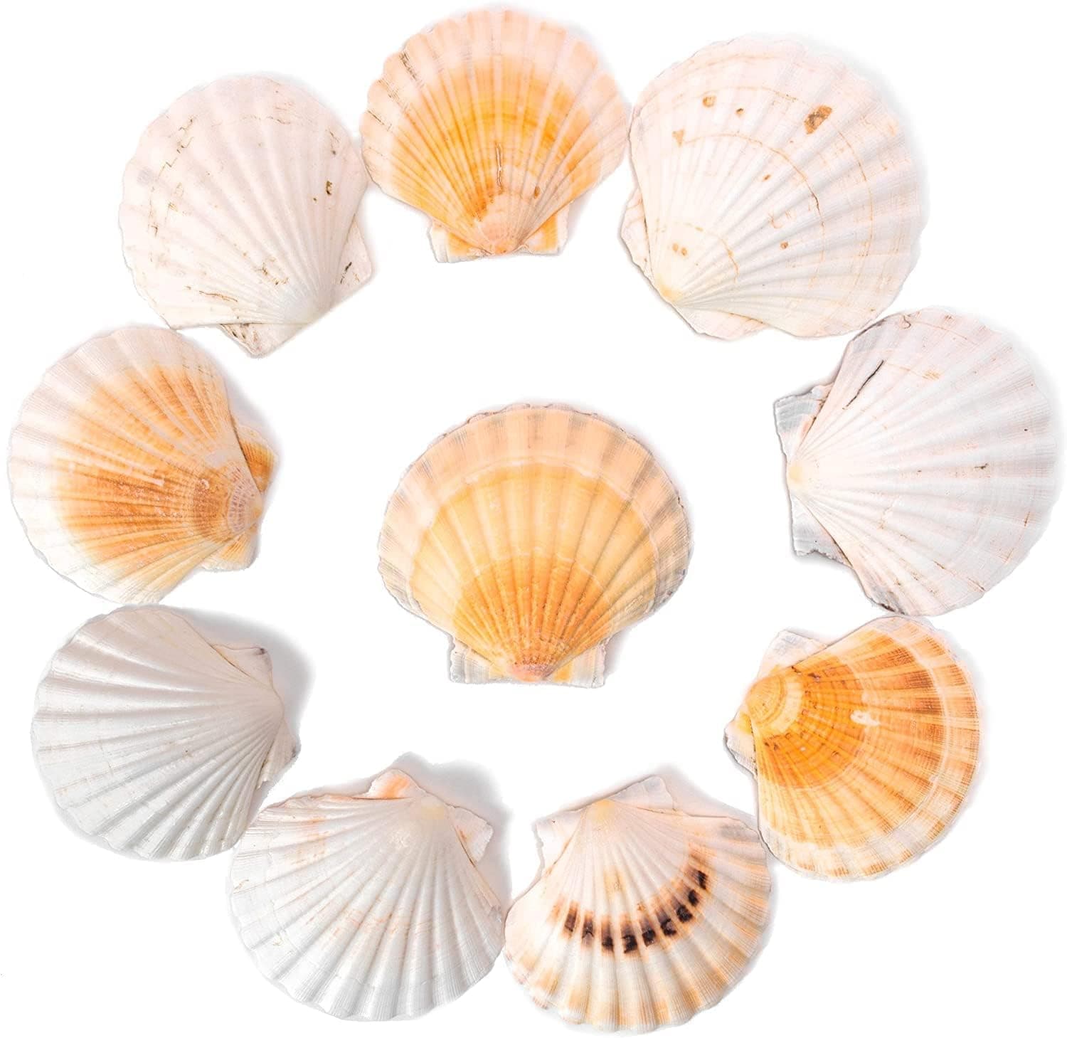 Beach & Nautical DIY Crafts Scallop Seashells (Pack of 10, Large)