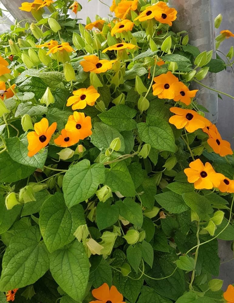 50+ Black Eyed Susan Vine Flower Seeds Flowering Vine Garden Flowers