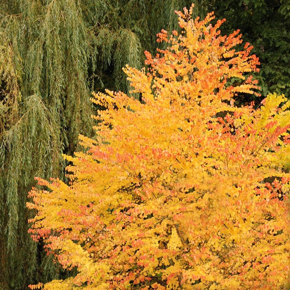 Toffee AppleTree Cercidiphyllum japonicum 'Katsura' 3L