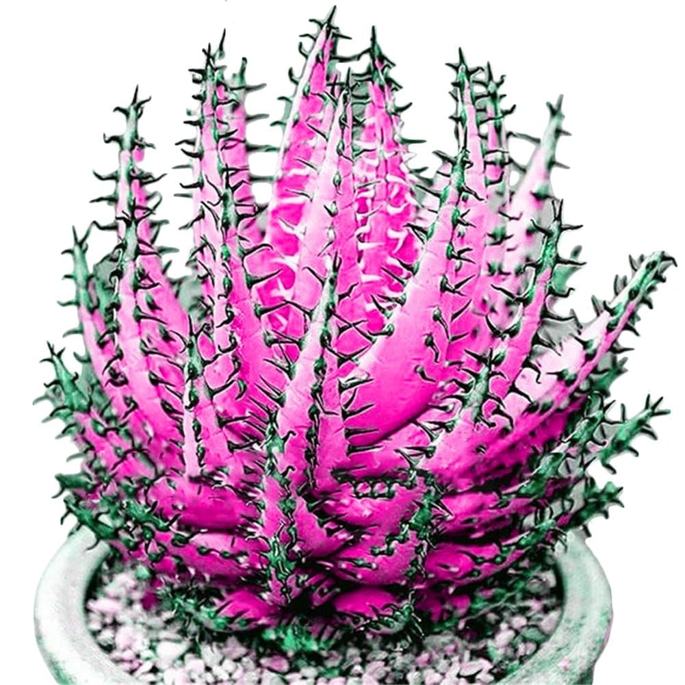 100 Pcs Colorful Aloe Vera Succulent Herbal Bonsai Balcony Garden Plants Decor (Rose Red)