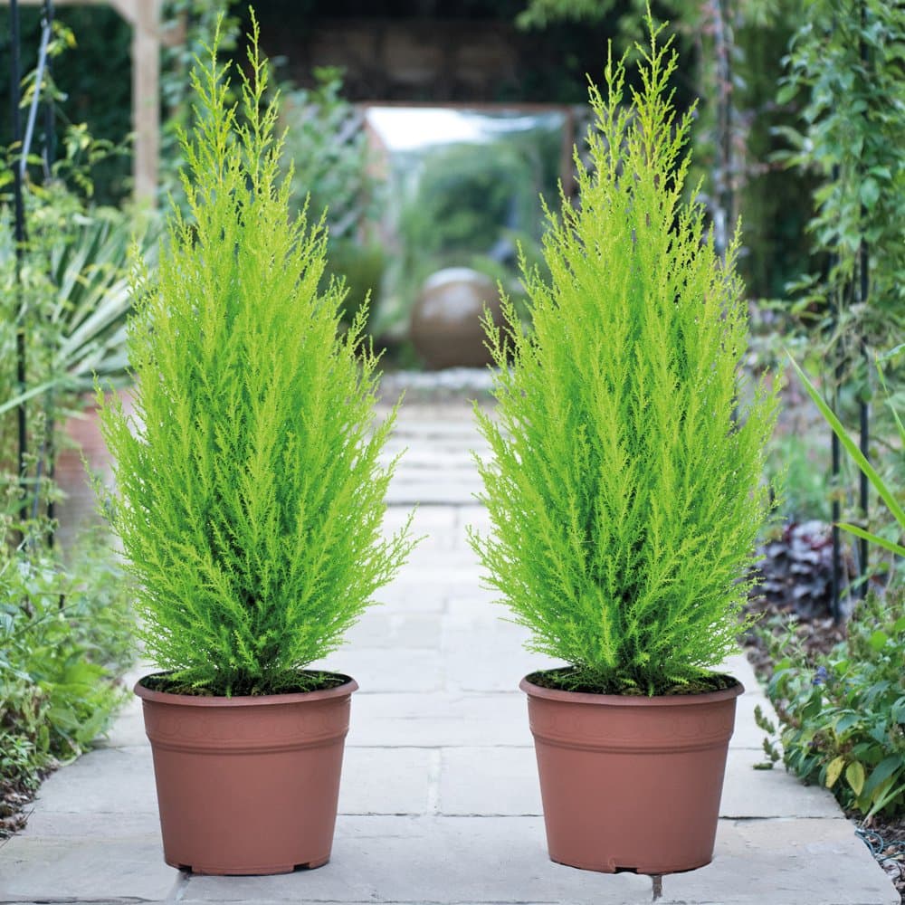 Italian Cypress Wilma Conifer Tree - 2 x Cupressus Plant in 10.5cm Pot, Ideal for Outdoor Gardens, Easy to Grow, Ideal for Borders & Containers by Thompson & Morgan