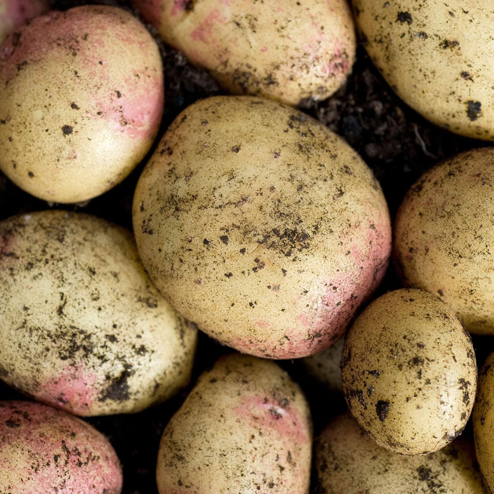 King Edward Seed Potato, Main Crop x10 Tubers - 2021 Certified Seed Tubers