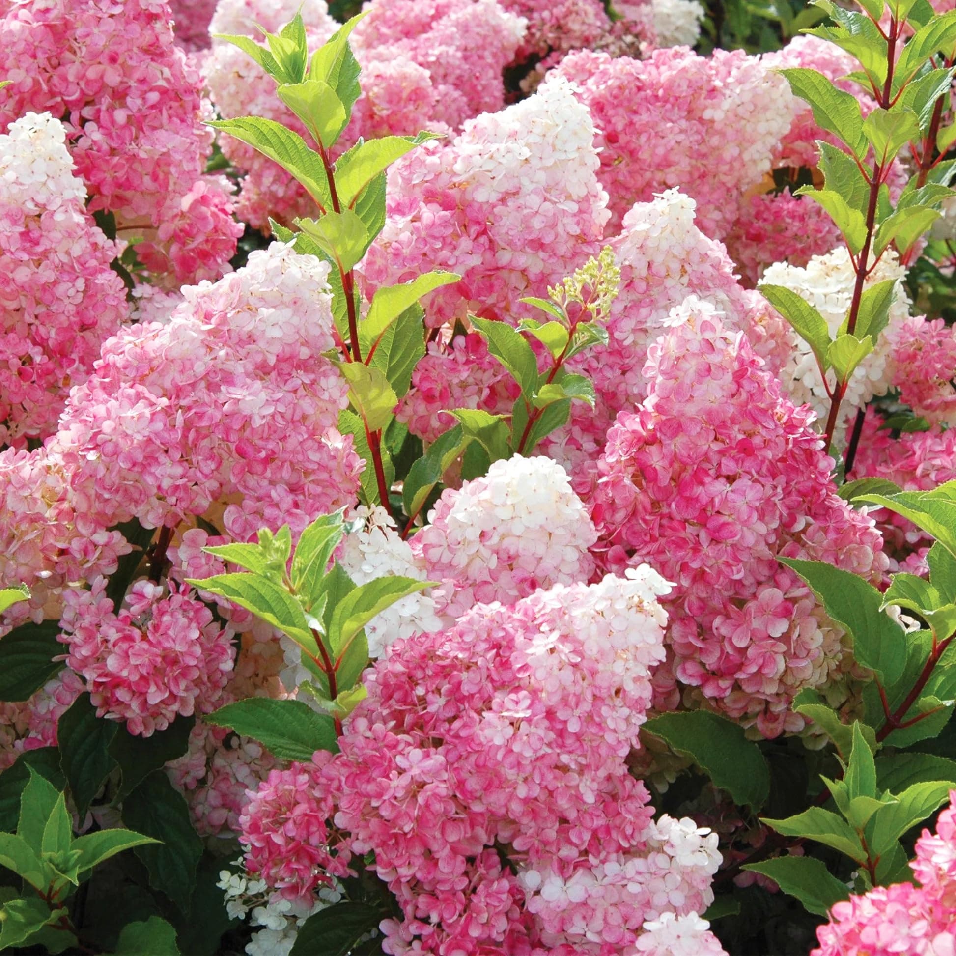 50+Vanilla Strawberry Hydrangea Plants Flower-Geranium Seed for Planting Grow Garden Home