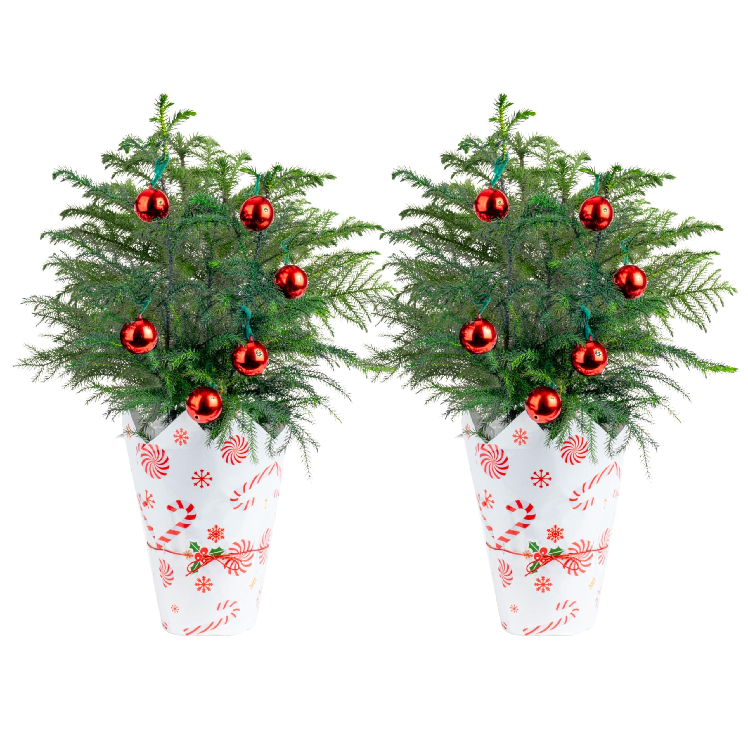 Costa Farms Live Christmas Tree (Pack of 2), Norfolk Island Pine in Holiday Gifting Wrap Plant Pot, Houseplant Christmas Decoration, Christmas Gift or Room Decor, 18-20 Inches Tall