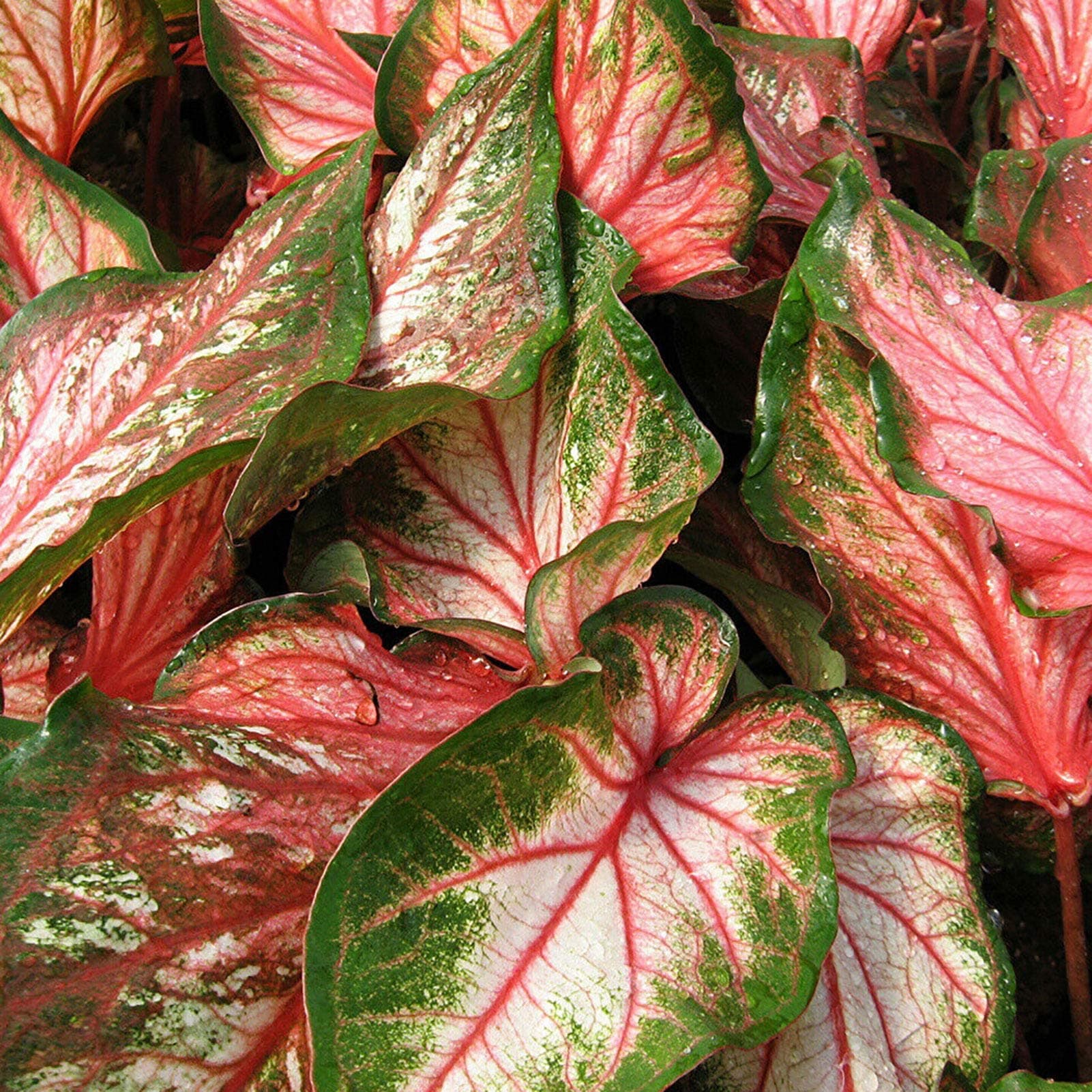 DFBTYGLarge Leaf Mix Color Ornamental Rustic Caladium Vent Seeds for Home - 7 (100 Pieces/Bag)