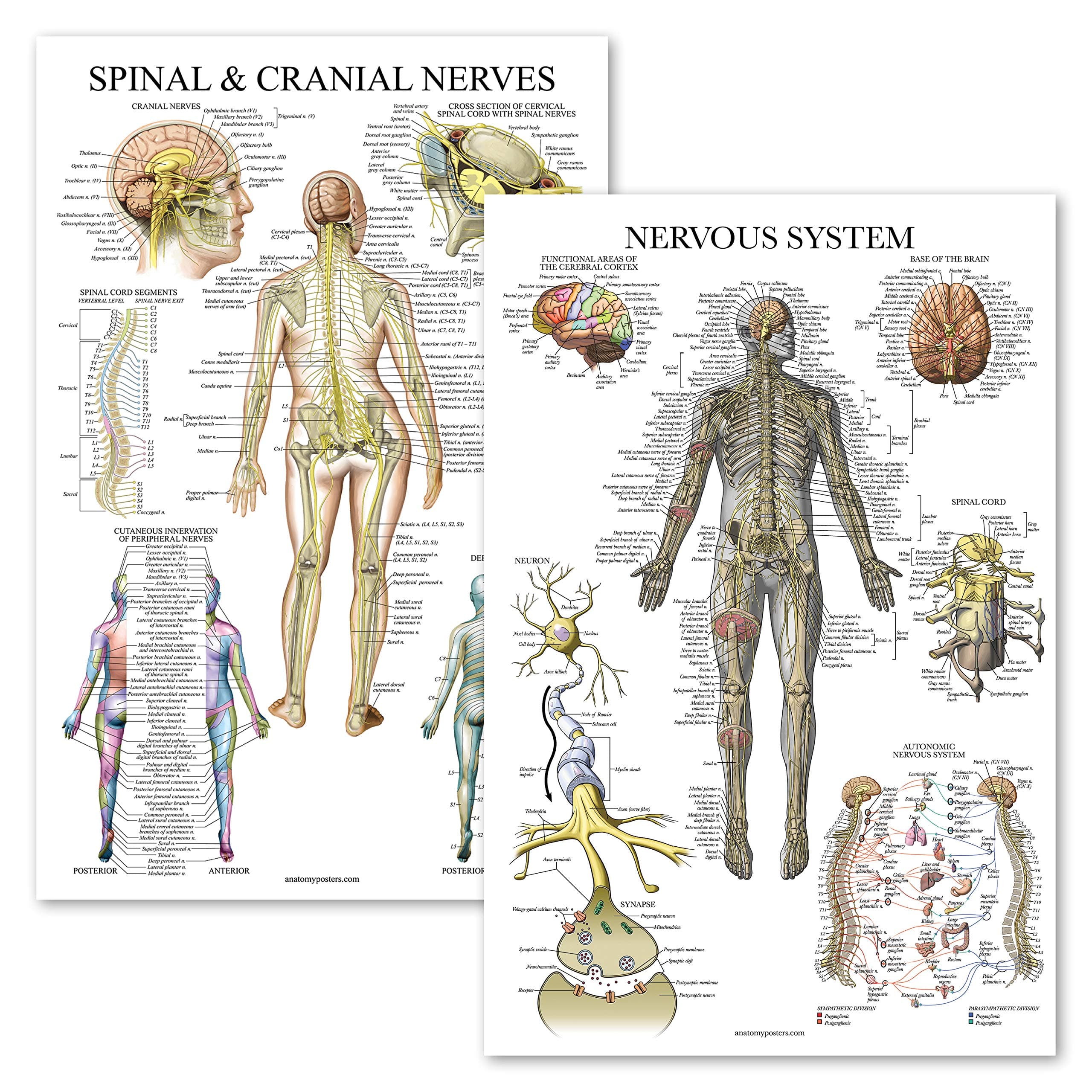 Palace Learning 2 Pack - Spinal Nerves & Nervous System Anatomy Posters - Set of 2 Anatomical Charts - Spine/Nervous - Laminated 18" x 27"
