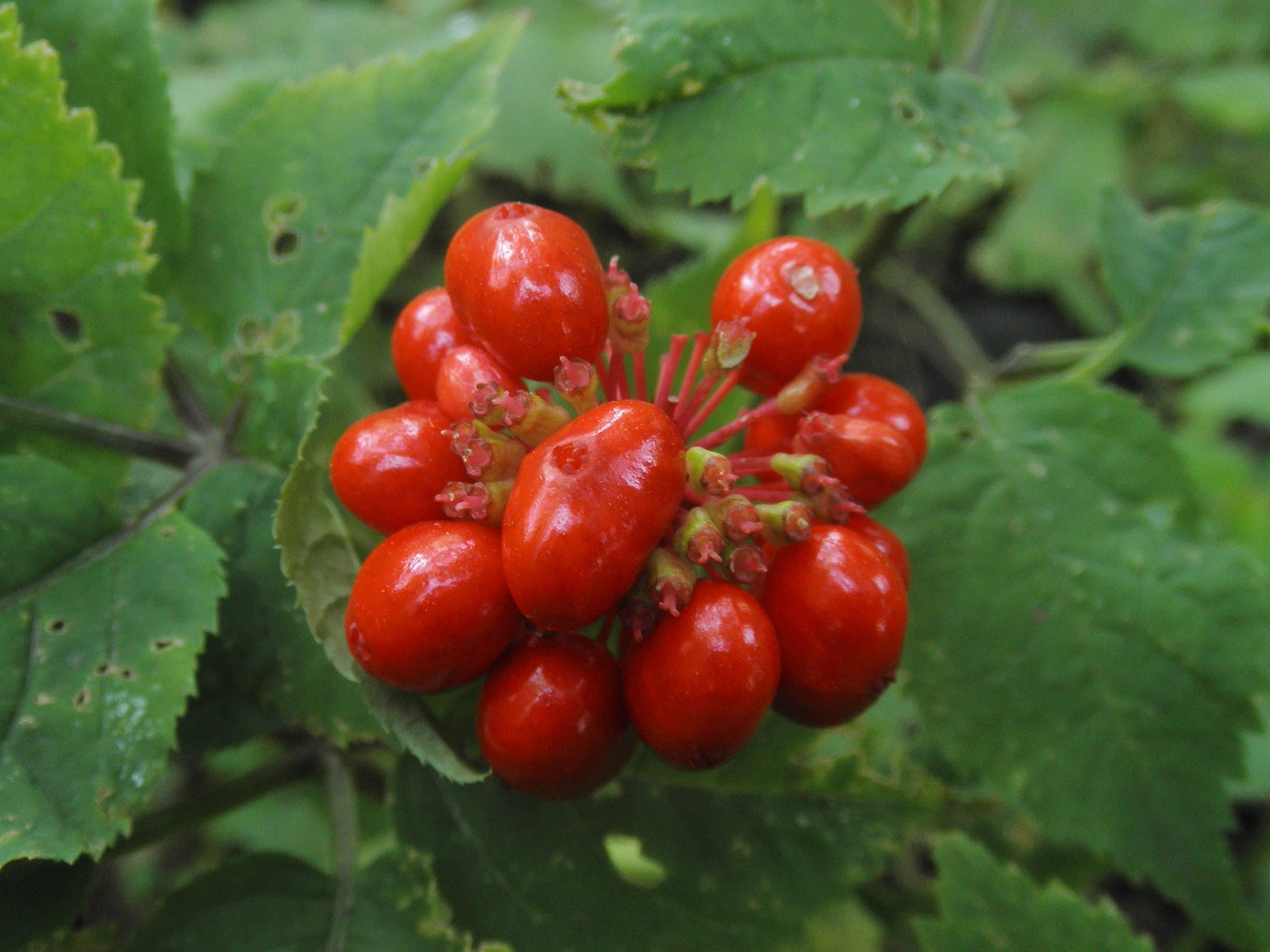 1/4 Pound Stratified American Ginseng Seed