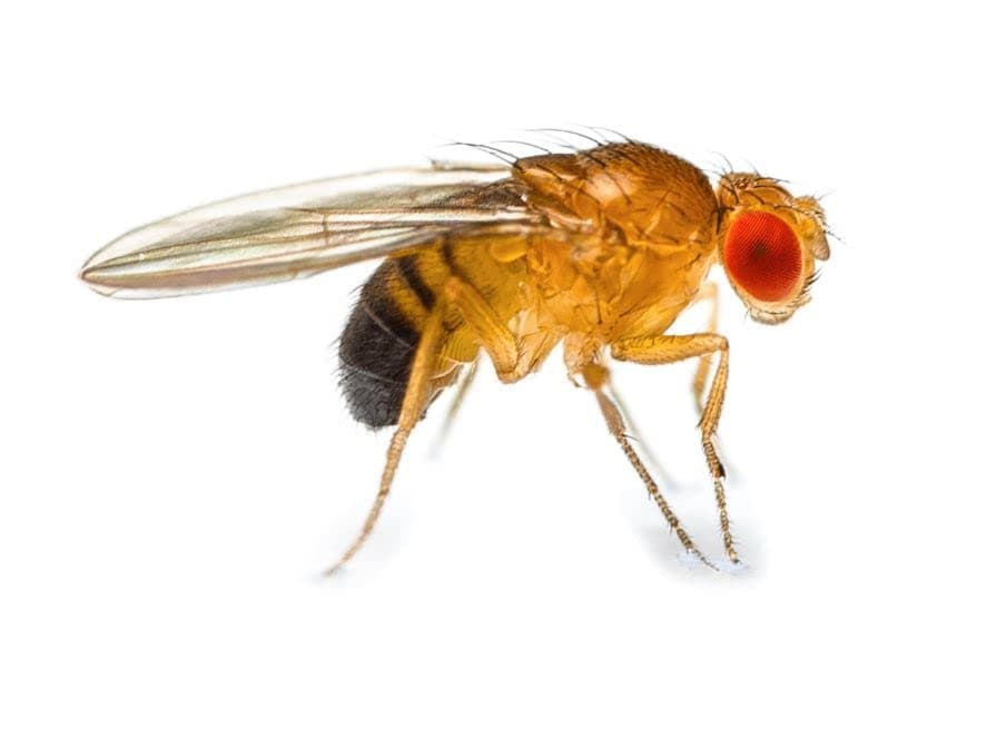Swell Reptiles Flightless Fruit Flies Pre-Pack. Healthy Reptile Livefood.