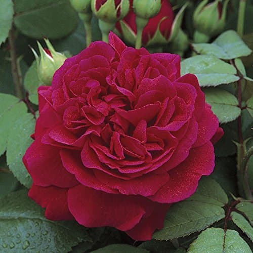 HUHXPADB Inc Rare 'Tess of The D'urbervilles' Dark Red Climbing Rose Plant Flower Seeds