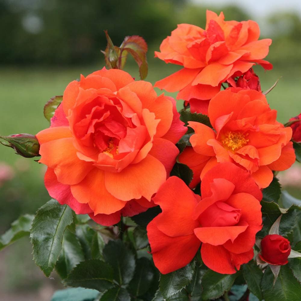 Heirloom Roses Floribunda Rose Bush - Sunbelt® Sierra Lady™ Live Orange Plant for Outdoor Planting