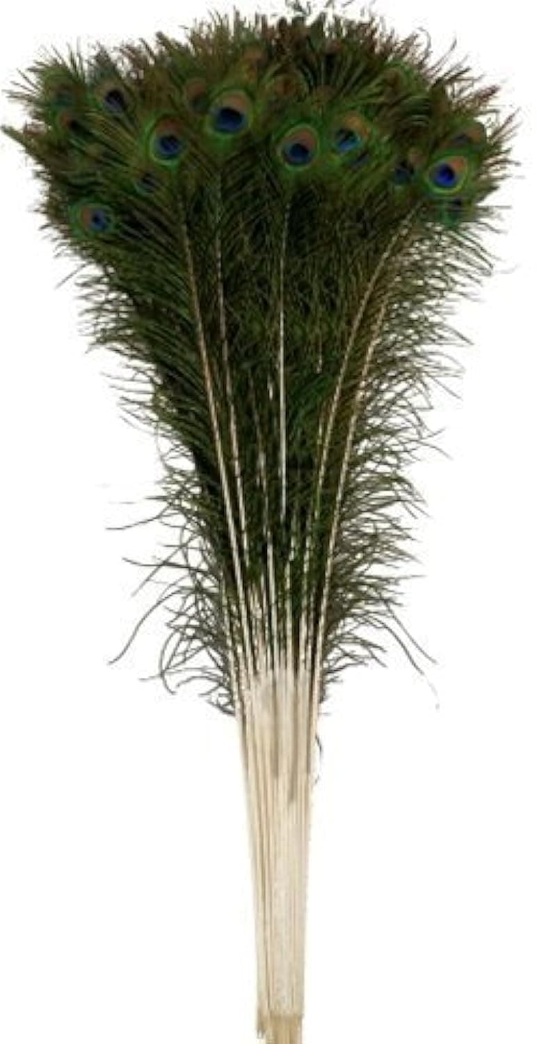 RED CRUSH Original Peacock Feather More Pankh (Green) -Set of 50 Pieces