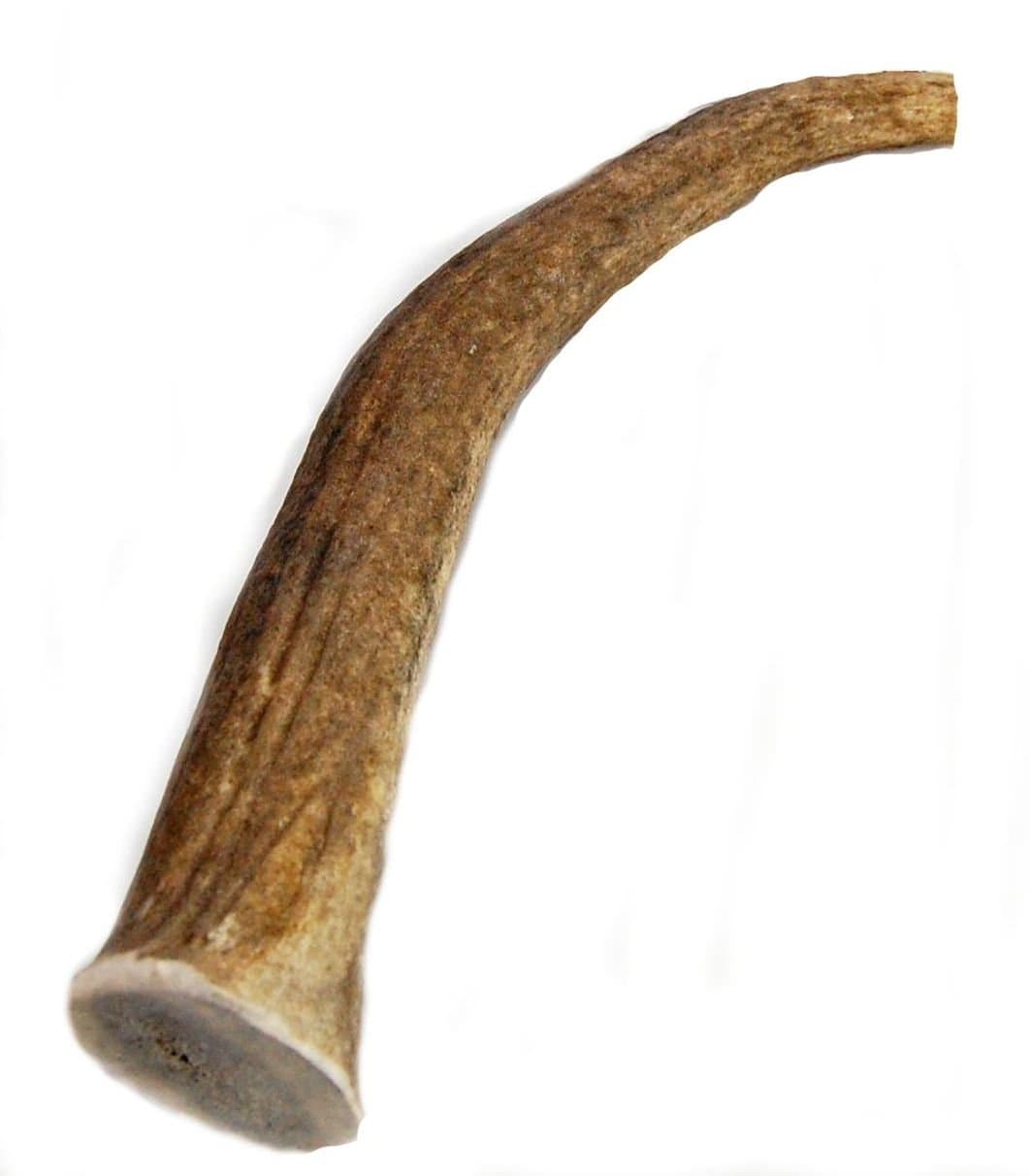 Elk Antler Dog Chew, Extra Large Tine, 8-12 inches, XL - Great for Large Dogs and Puppies