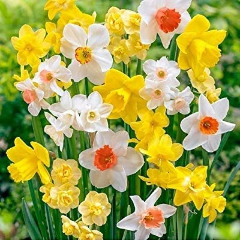 Flower Bulbs | Narcissus/Nargis Flower Bulbs for Home Garden (Pack of 10 Bulbs Multi-Color)