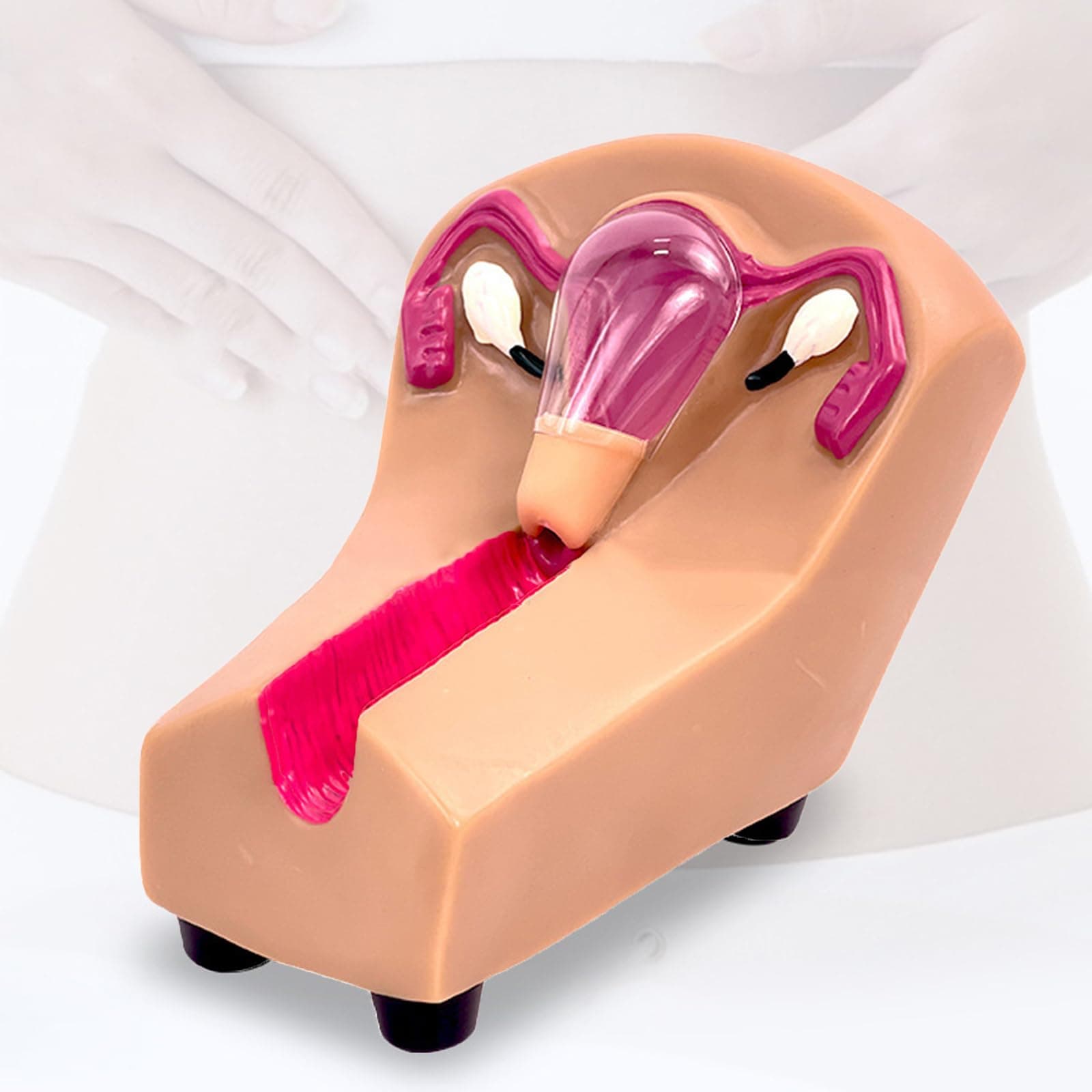 Female Intrauterine Contraception and Training Model - IUD Simulator Medical Practice Traning Model for Nursing Students Obstetrics and Gynecology Training Guide Mold