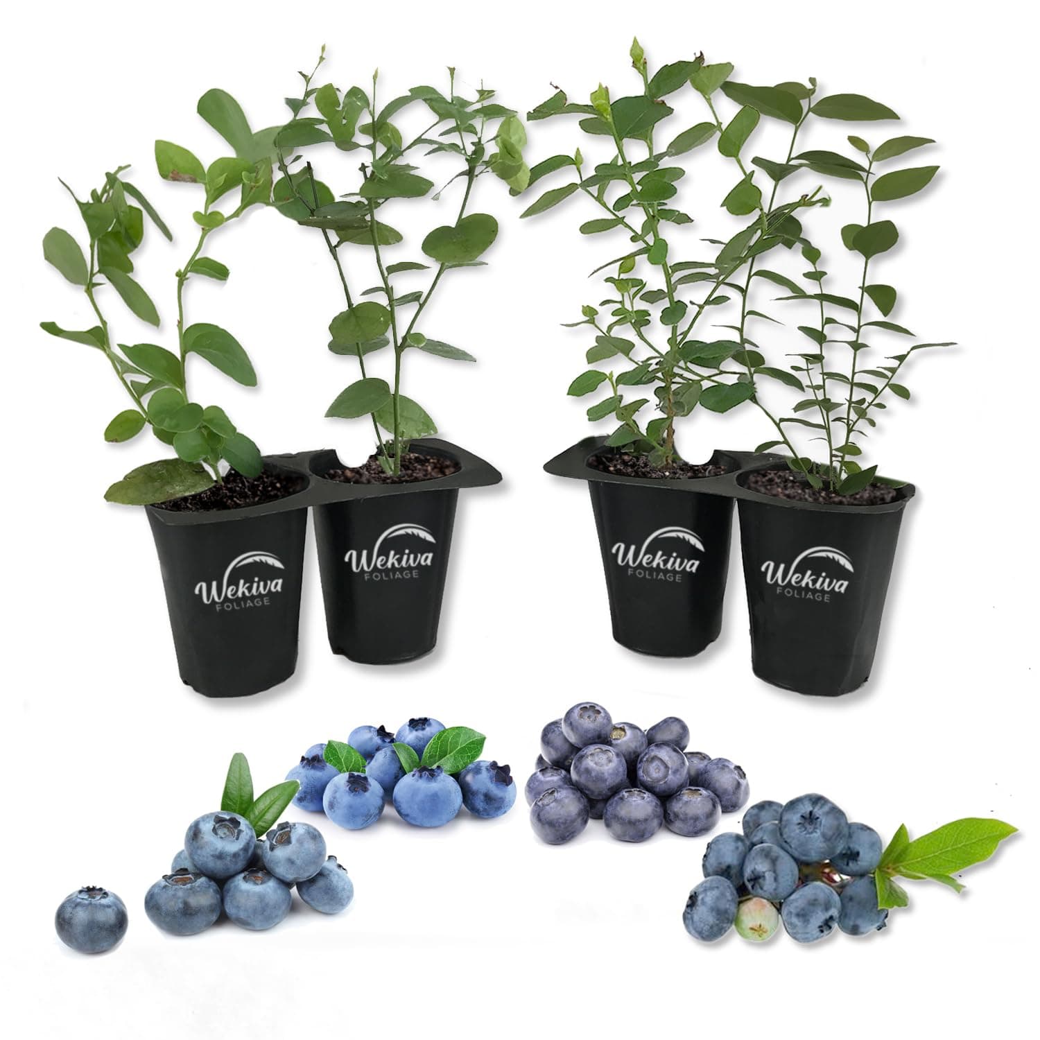 Blueberry Variety Pack - 4 Live Starter Plants - Four Live Starter Plants for Your Edible Garden