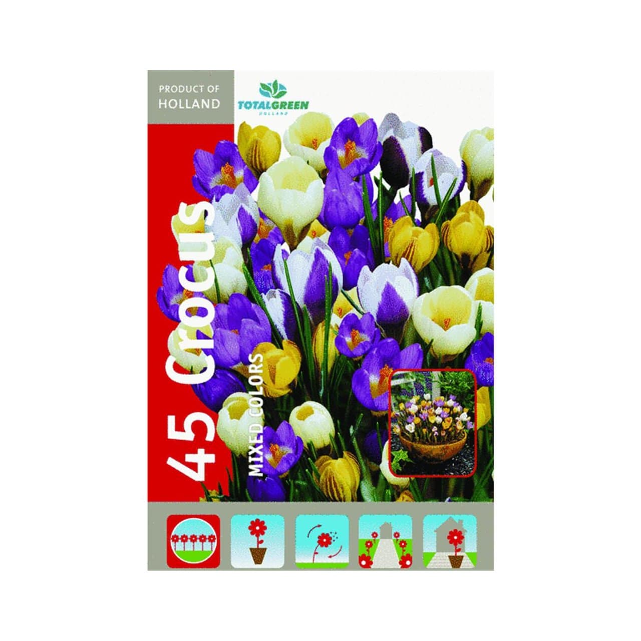 Crocus Flower Bulb